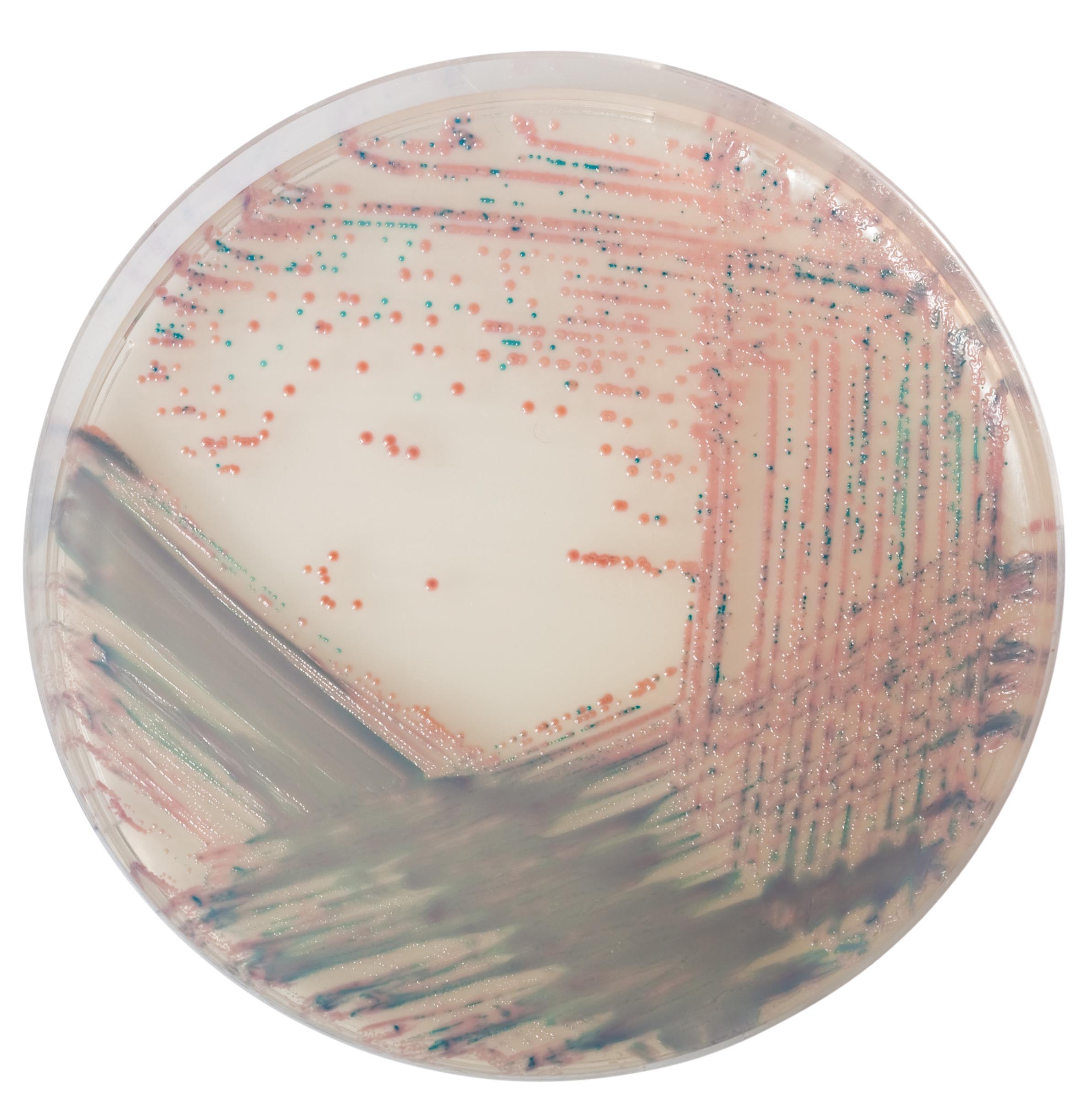 Sanimed -mTM CHROM Staph aureus/Хромогенне середовище для виділення Staphylococcus aureus